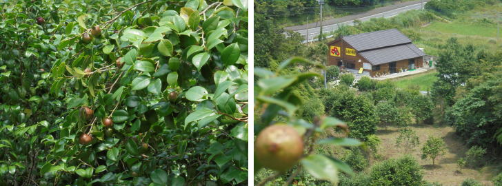 椿園からみた搾油作業場